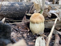 Boletaceae