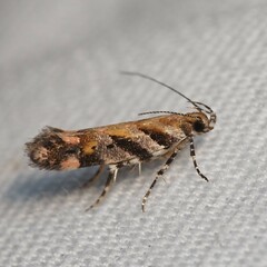 Aristotelia roseosuffusella