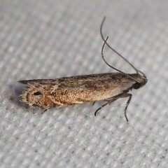 Battaristis concinnusella