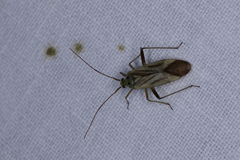 Adelphocoris quadripunctatus