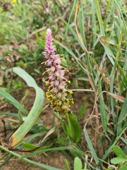 Lachenalia mutabilis