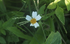 Bidens alba