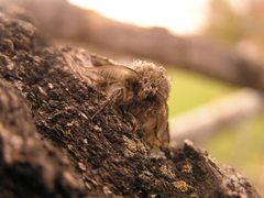 Lycia ursaria