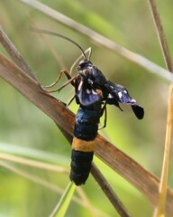 Amata ragazzii