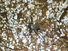 Amblypygi