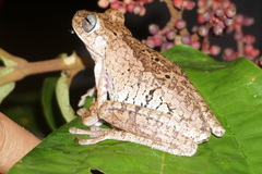 Boana pugnax