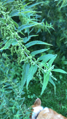 Urtica dioica