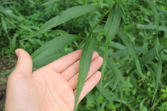 Solidago gigantea