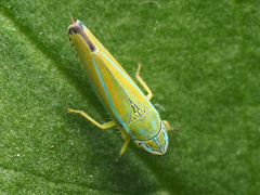 Graphocephala versuta