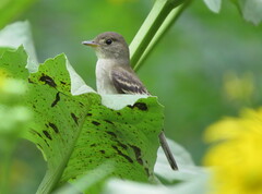 Empidonax
