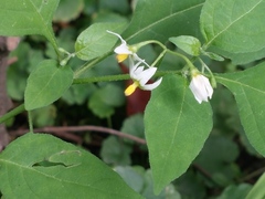 Solanum nigrum