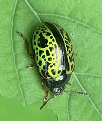 Calligrapha pantherina