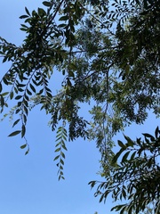 Ulmus parvifolia