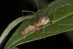 Opilio canestrinii