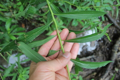 Solidago gigantea