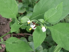Solanum nigrum