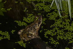 Rana