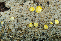 Calycina claroflava