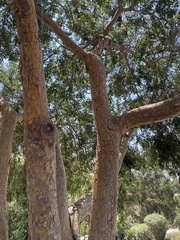 Ulmus parvifolia