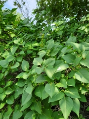 Syringa vulgaris