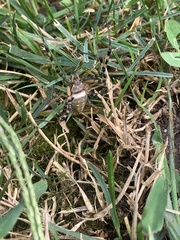 Argiope trifasciata