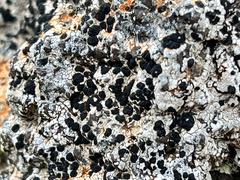 Lecanoromycetes