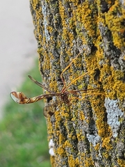 Megarhyssa macrurus macrurus