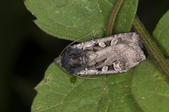 Euxoa ochrogaster
