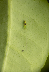 Tetragnatha squamata