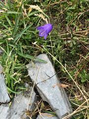 Campanula scheuchzeri