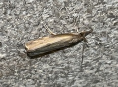Fissicrambus mutabilis