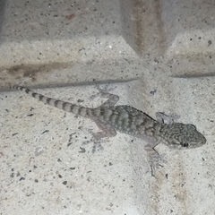 Tarentola mauritanica