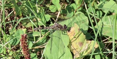 Sympetrum danae