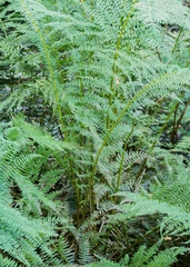 Athyrium