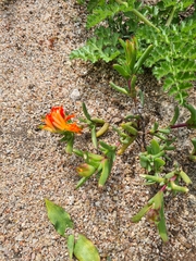 Lampranthus