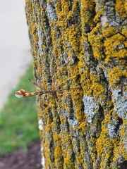 Megarhyssa macrurus macrurus
