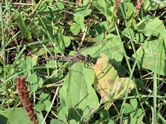 Sympetrum danae