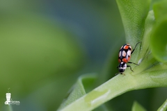 Eriopis concordia
