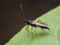 Exallonyx