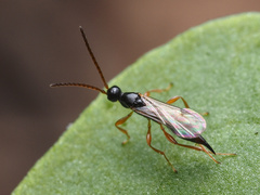 Exallonyx