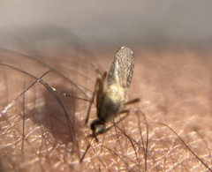 Aedes sollicitans
