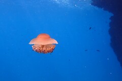 Cotylorhiza tuberculata