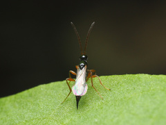 Exallonyx