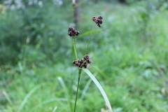 Scirpus atrovirens