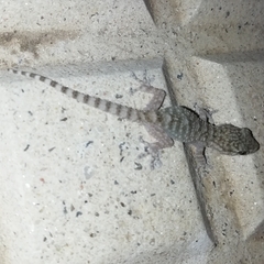 Tarentola mauritanica