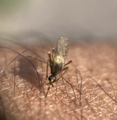 Aedes sollicitans