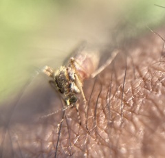 Aedes sollicitans