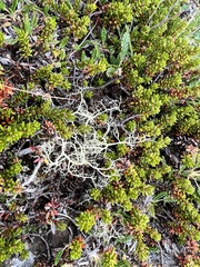 Alectoria ochroleuca