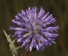 Echinops