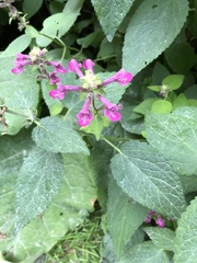 Stachys chamissonis